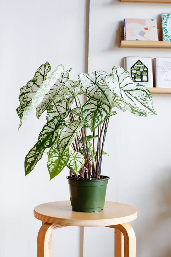 Caladium 'Candidium'