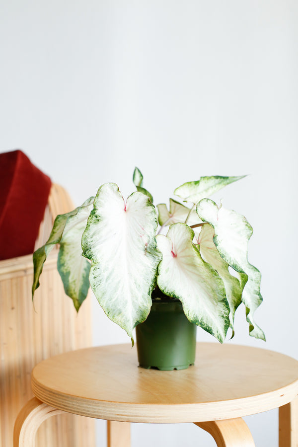 Caladium 'White Wonder'