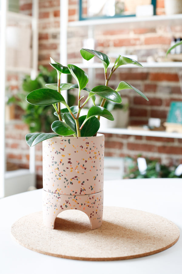 Archie Pot - Salt Terrazzo
