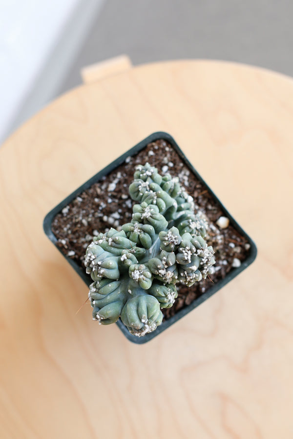 Cereus forbesii monstrose 'Ming Thing'