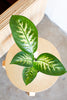 Dieffenbachia 'Tropic Snow'