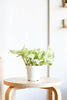 Epipremnum aureum 'Snow Queen'
