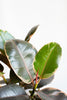 Ficus elastica 'Ruby'