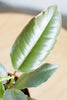 Ficus elastica 'Tienke'