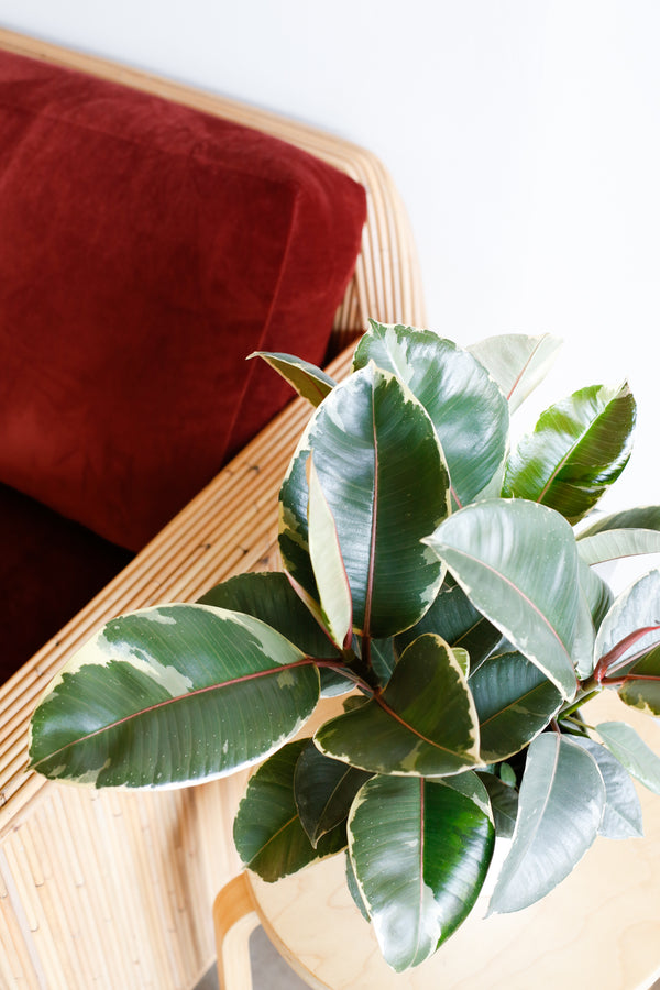Ficus elastica 'Tienke'