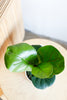 Ficus lyrata 'Little Sunshine'