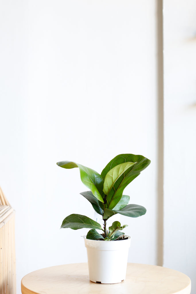 Ficus lyrata 'Little Sunshine'