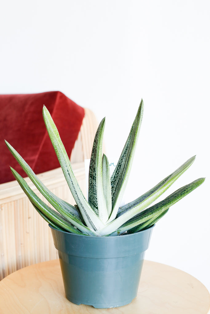 Gasteria 'Little Warty'