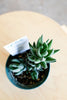 Haworthia coarctata
