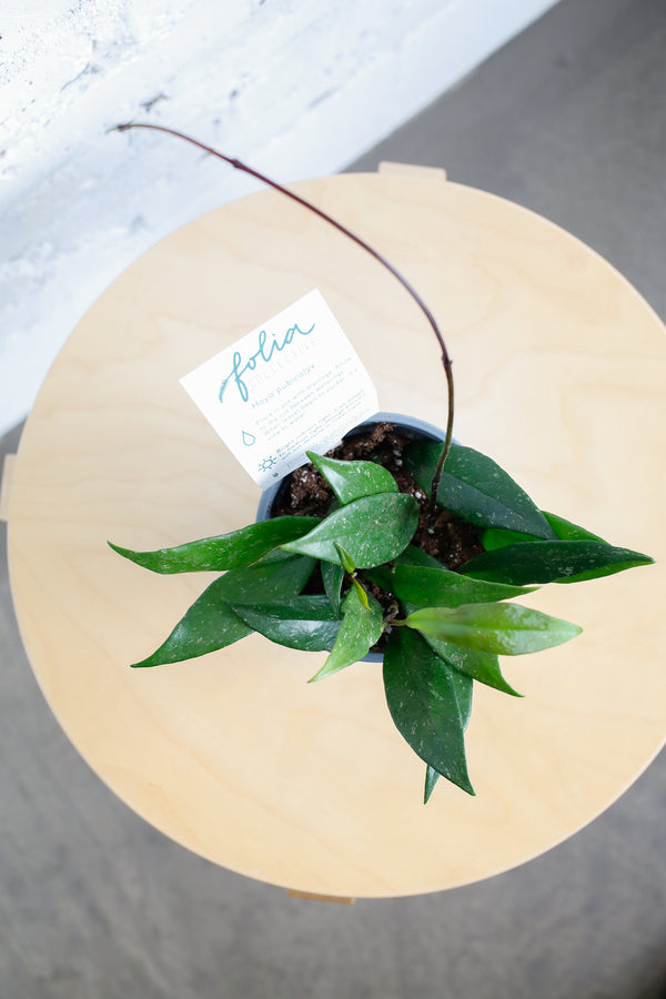 Hoya pubicalyx