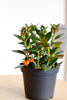 Nematanthus 'Black Gold'