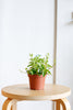 Peperomia 'Amigo Marcello'