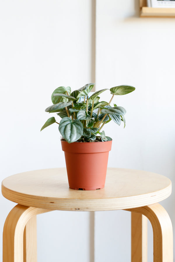 Peperomia caperata 'Silver Ripple'