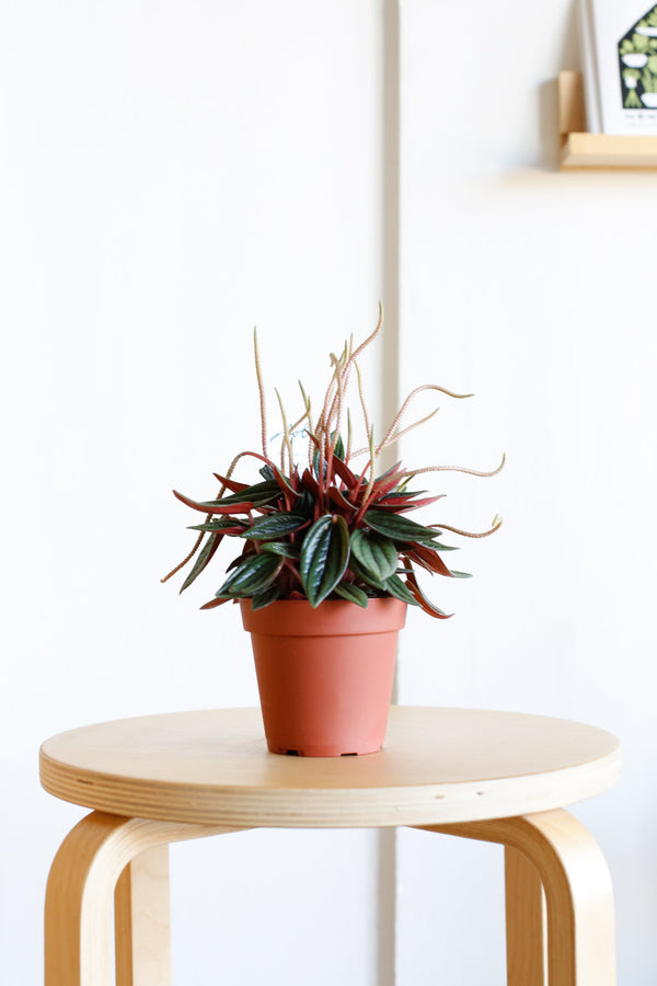 Peperomia caperata 'Rosso'