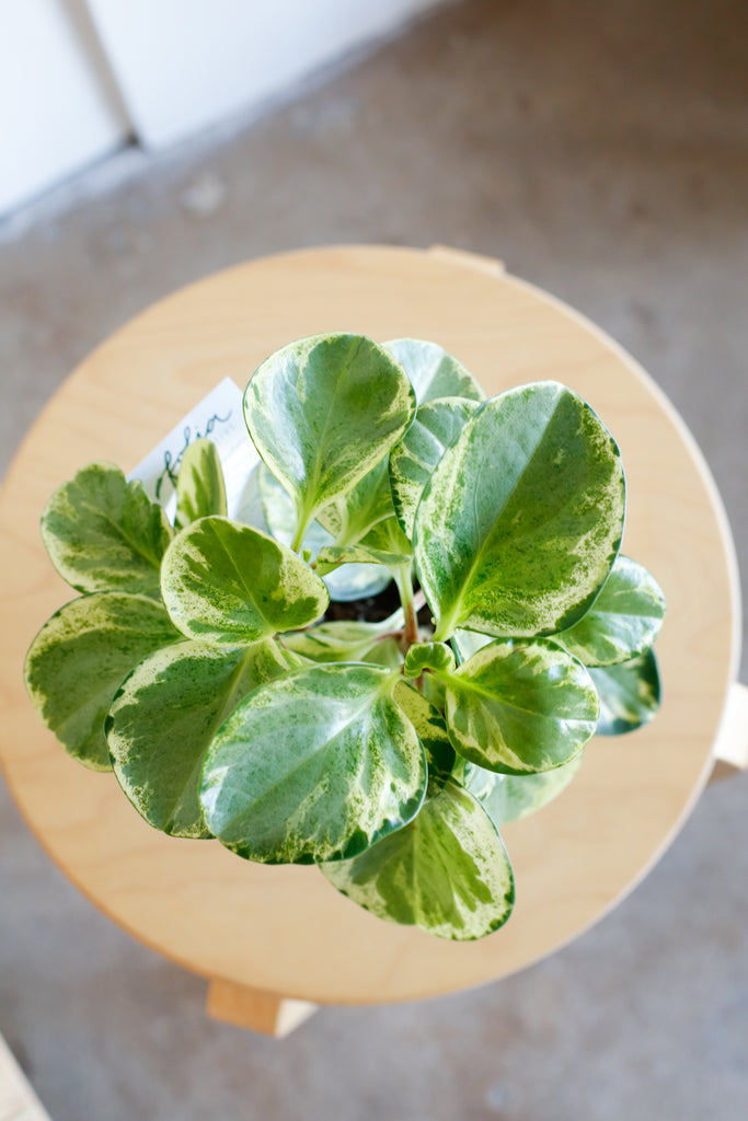 Peperomia obtusifolia 'Golden Gate'