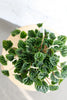 Peperomia caperata 'Emerald Ripple'