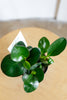 Peperomia clusifolia 'Red Edge'