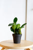 Peperomia clusifolia 'Red Edge'