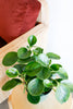 Peperomia obtusifolia 'Lemon Lime'