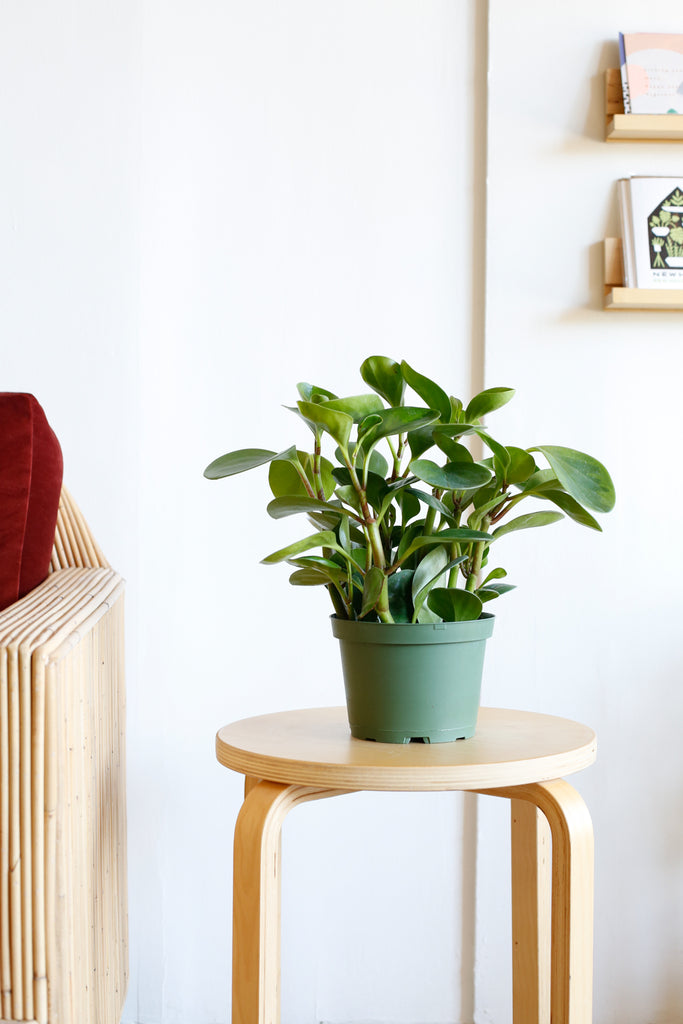 Peperomia obtusifolia 'Lemon Lime'