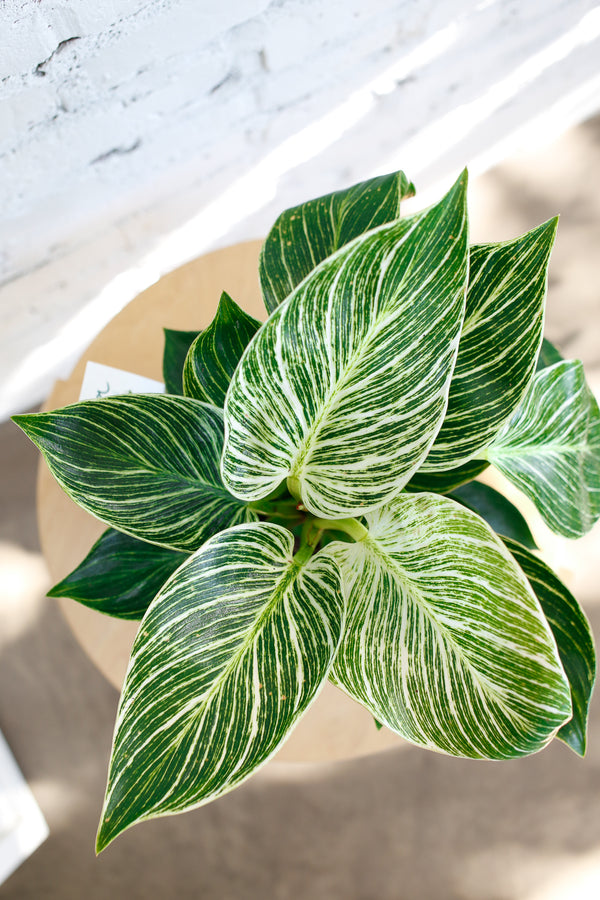 Philodendron 'Birkin'