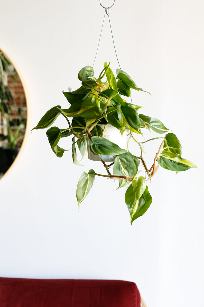 Philodendron hederaceum var. oxycardium 'Brasil'