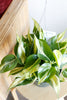 Philodendron hederaceum var. oxycardium 'Silver Stripe'