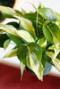 Philodendron hederaceum var. oxycardium 'Silver Stripe'