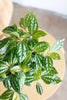 Pilea cadierei