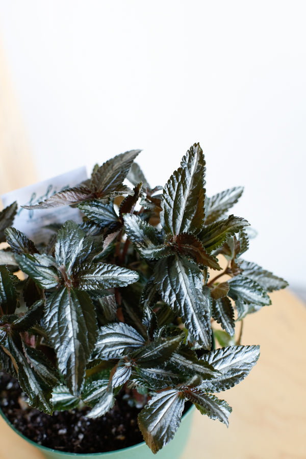 Pilea spruceana 'Silver Tree'