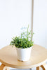 Rhipsalis cereuscula
