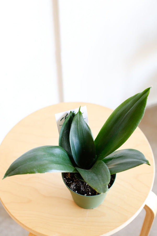 Sansevieria trifasciata hahnii 'Jade'
