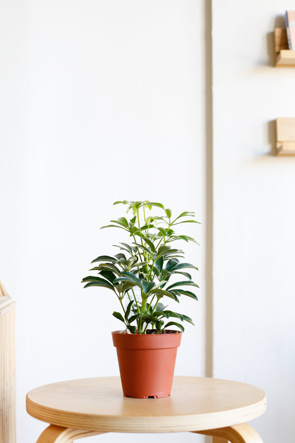 Schefflera arboricola 'Janine'