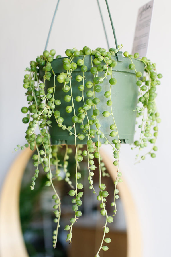 Senecio rowleyanus (String of Pearls)