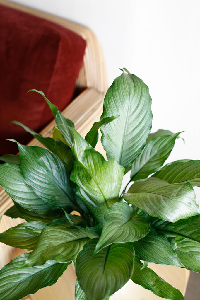 Spathiphyllum 'Platinum Mist'