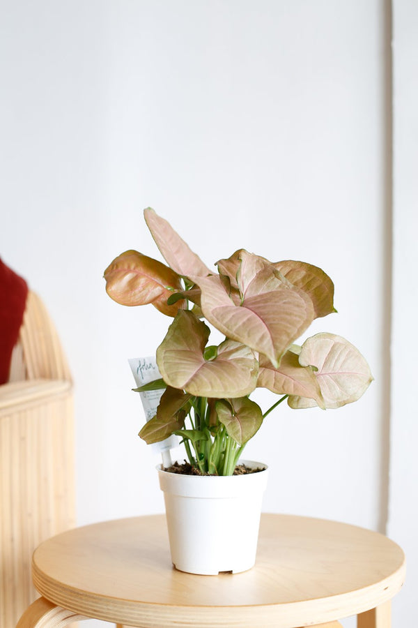 Syngonium podophyllum 'Pink Allusion'