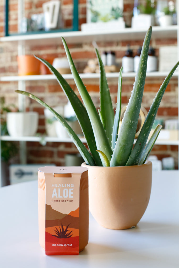 Aloe Grow Kit