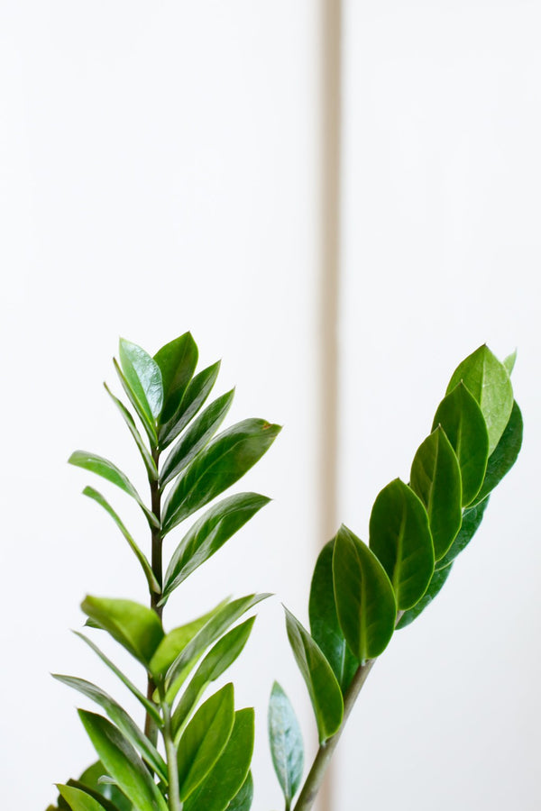 Zamioculcas zamiifolia (ZZ Plant)