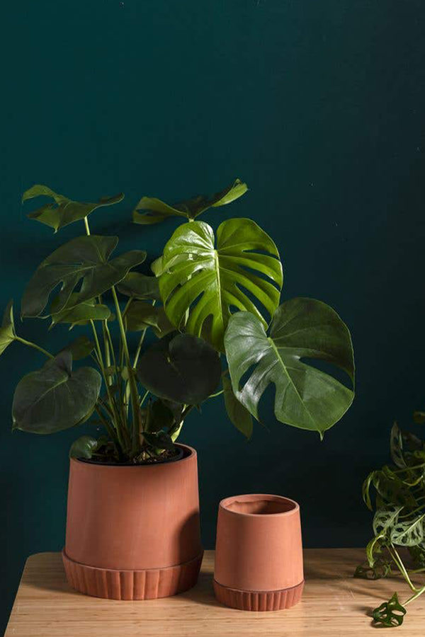 Kadin Planter