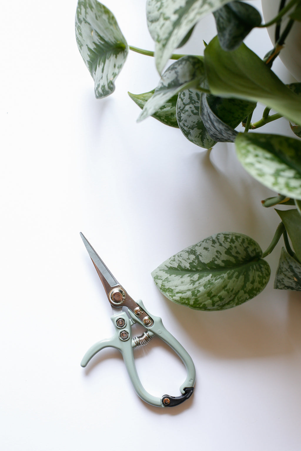 Modern Sprout Pruning Shears