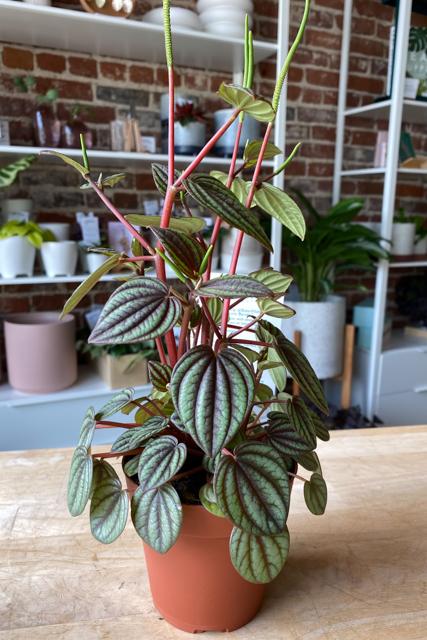 Peperomia albovittata ‘Piccolo Banda'