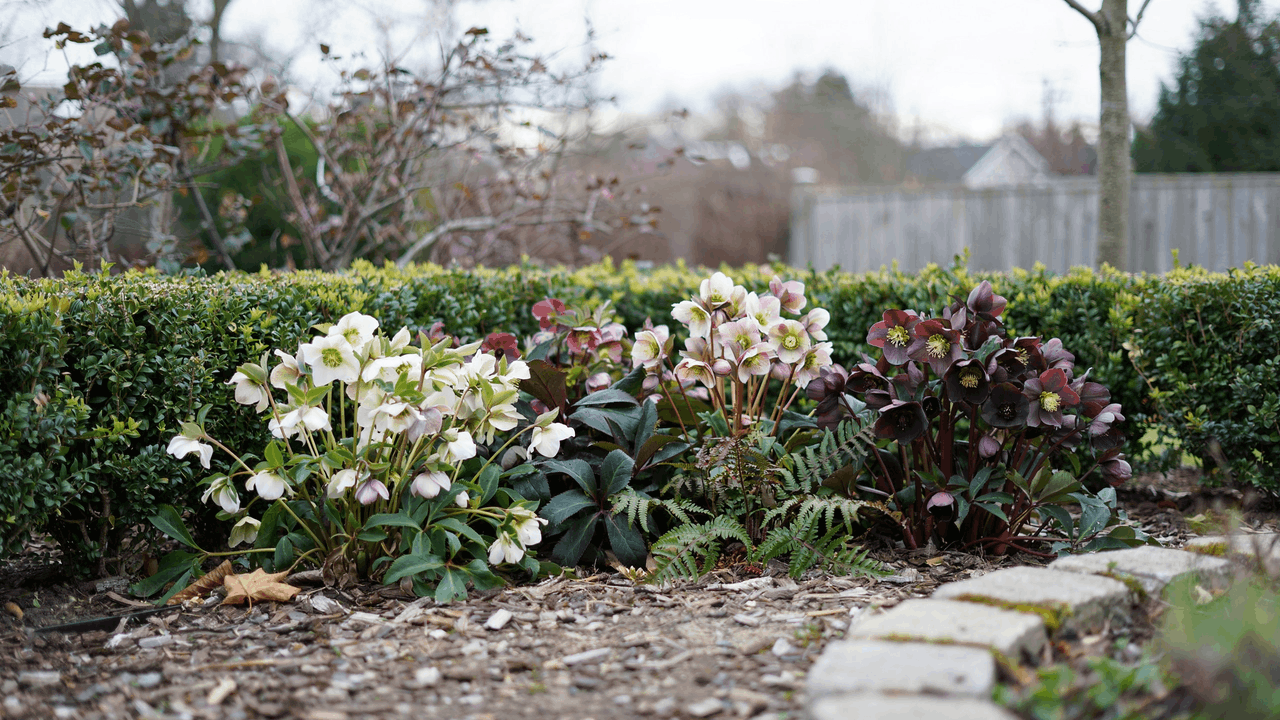 Pink and white astilbe plumes in a damp shaded border near a water feature