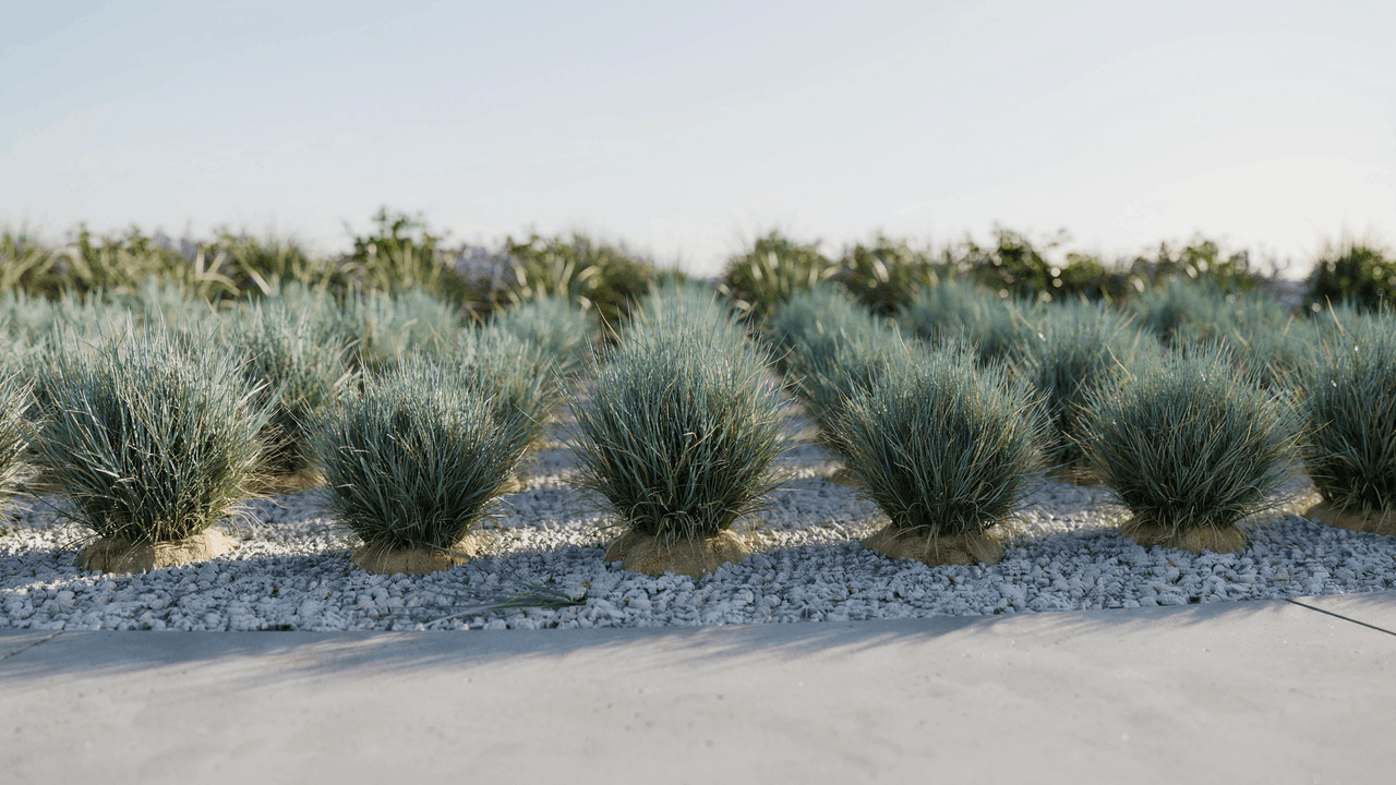 Compact silver-blue tufts of Festuca glauca blue fescue lining the front edge of a modern border