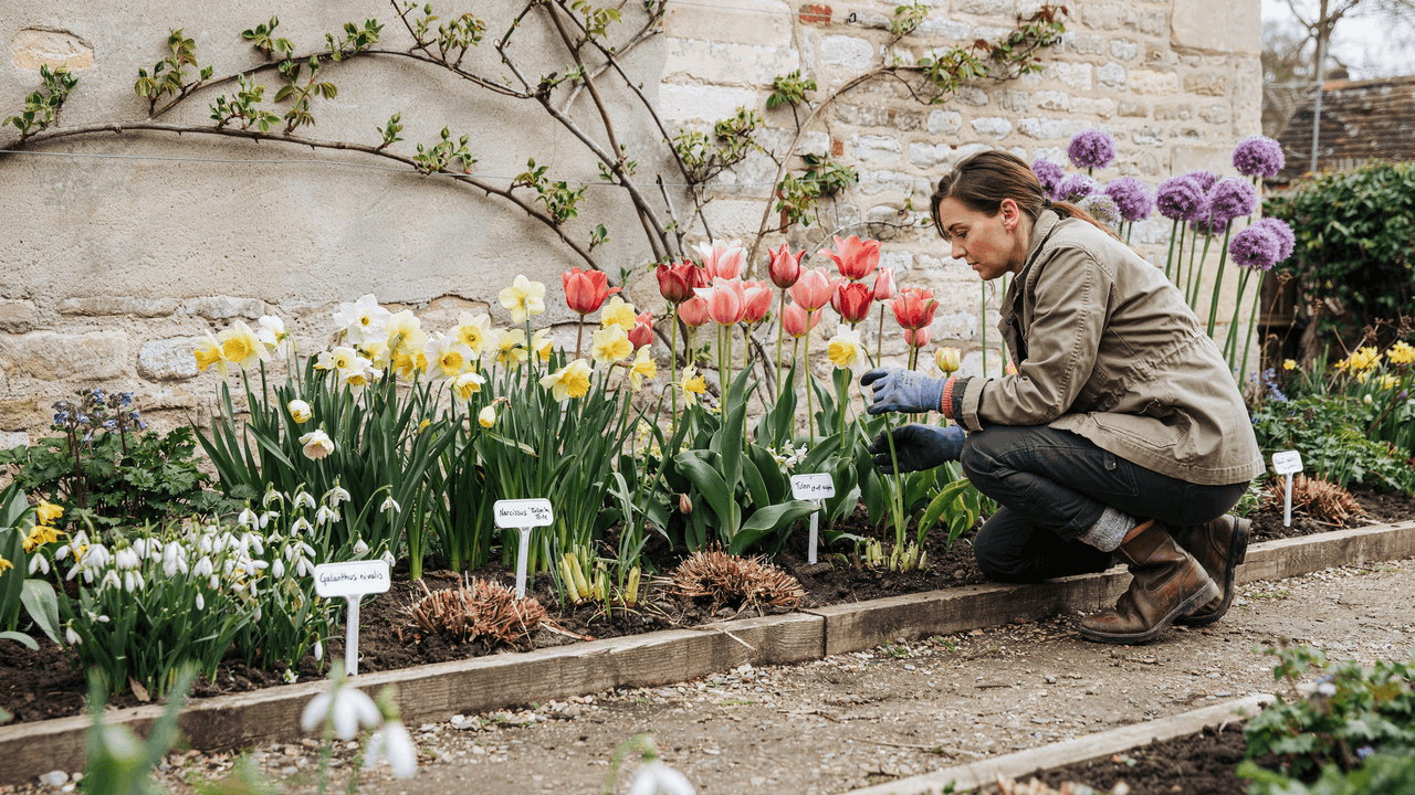 Layered bulb garden border showing sequential blooming from snowdrops to tulips and alliums in structured design.