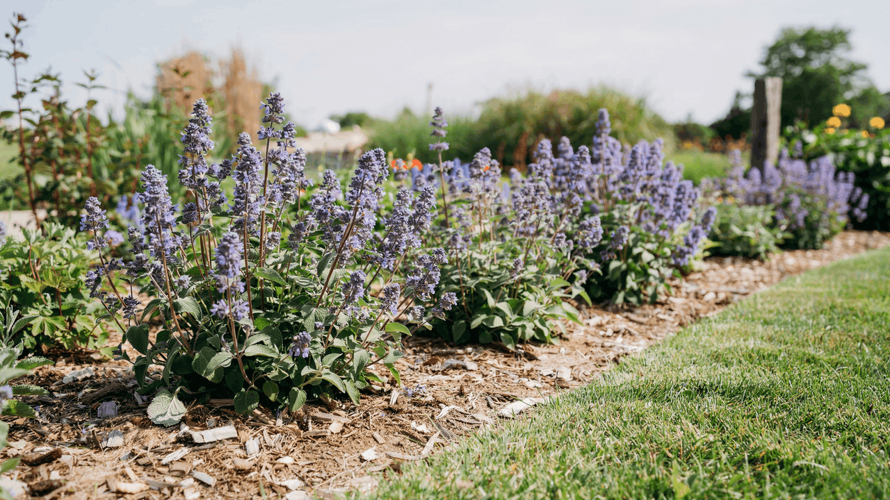 Catmint in bloom with lavender-blue flower spikes above grey-green aromatic foliage in a sunny border