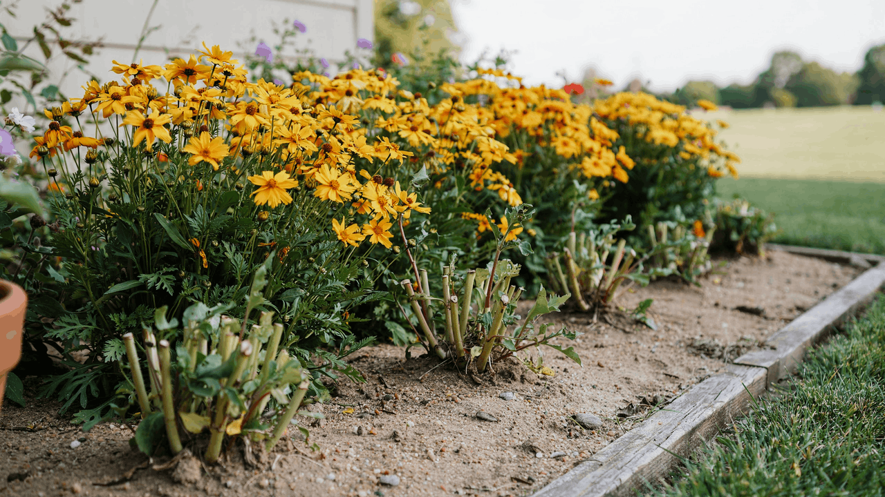 Yellow coreopsis 'Moonbeam' flowers on compact plants blooming continuously in a sunny mixed border