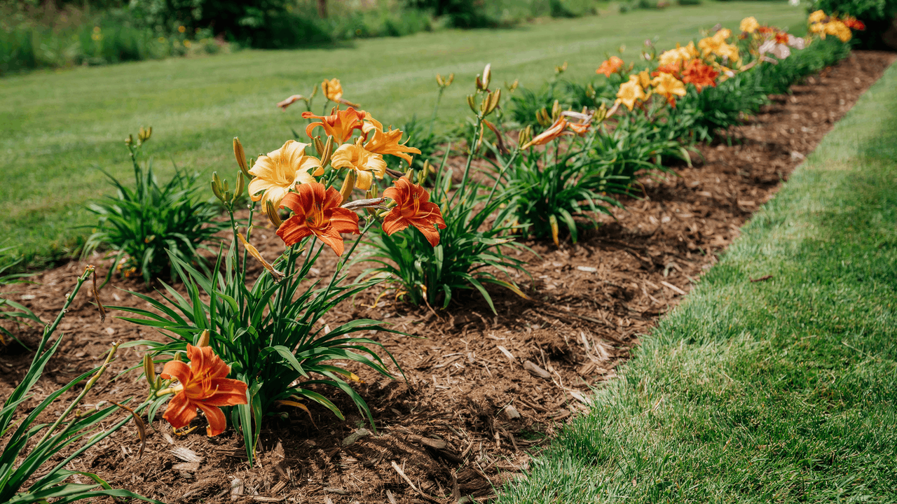 Reblooming yellow 'Stella d'Oro' daylily flowering along a garden path in mid-summer