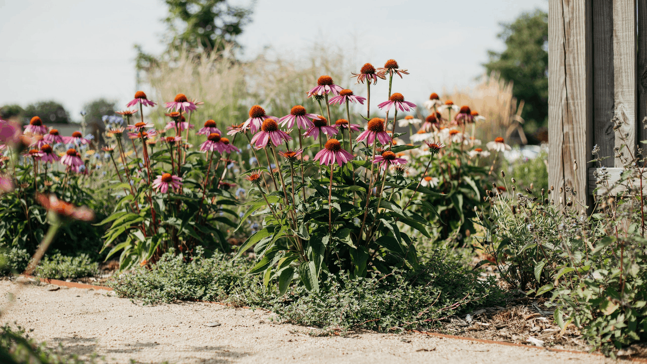 Pink-purple echinacea purple coneflowers with raised central cones and pollinators in a sunny prairie-style border