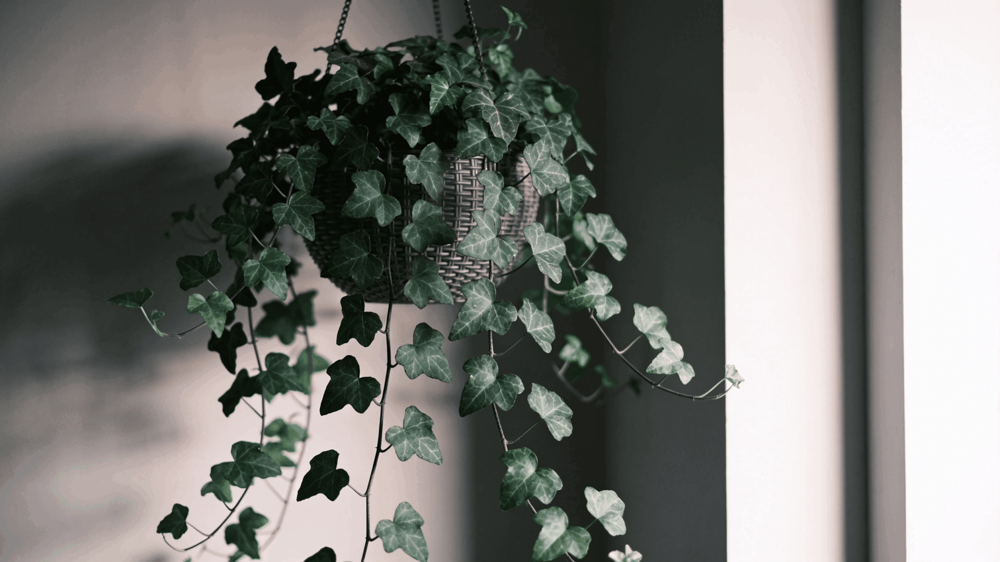 English ivy hanging plant with dense trailing vines in shaded indoor corner with soft natural indirect light.