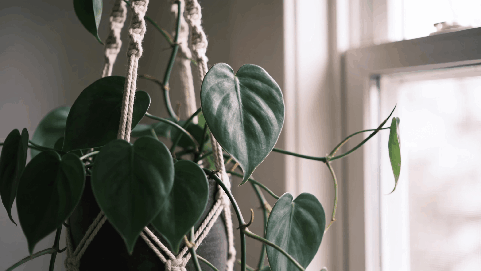 Heartleaf philodendron hanging plant with trailing vines and soft green leaves in clean modern indoor home setting.